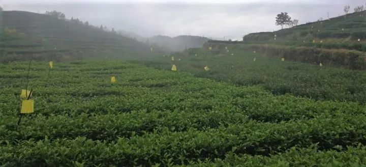 富硒茶就是巴山雀舌吗(巴山雀舌富硒绿茶价格)-硒宝网