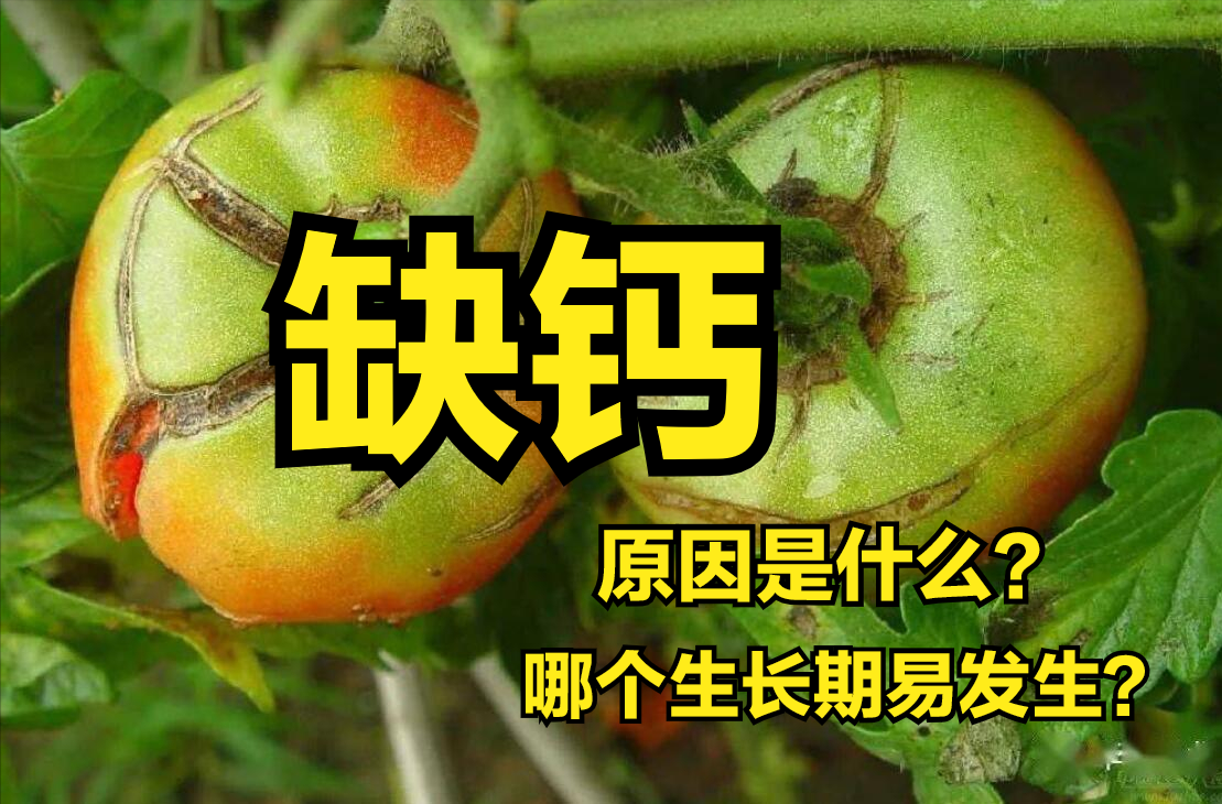 什么菜最补钙（吃菜能补钙吗）-硒宝网