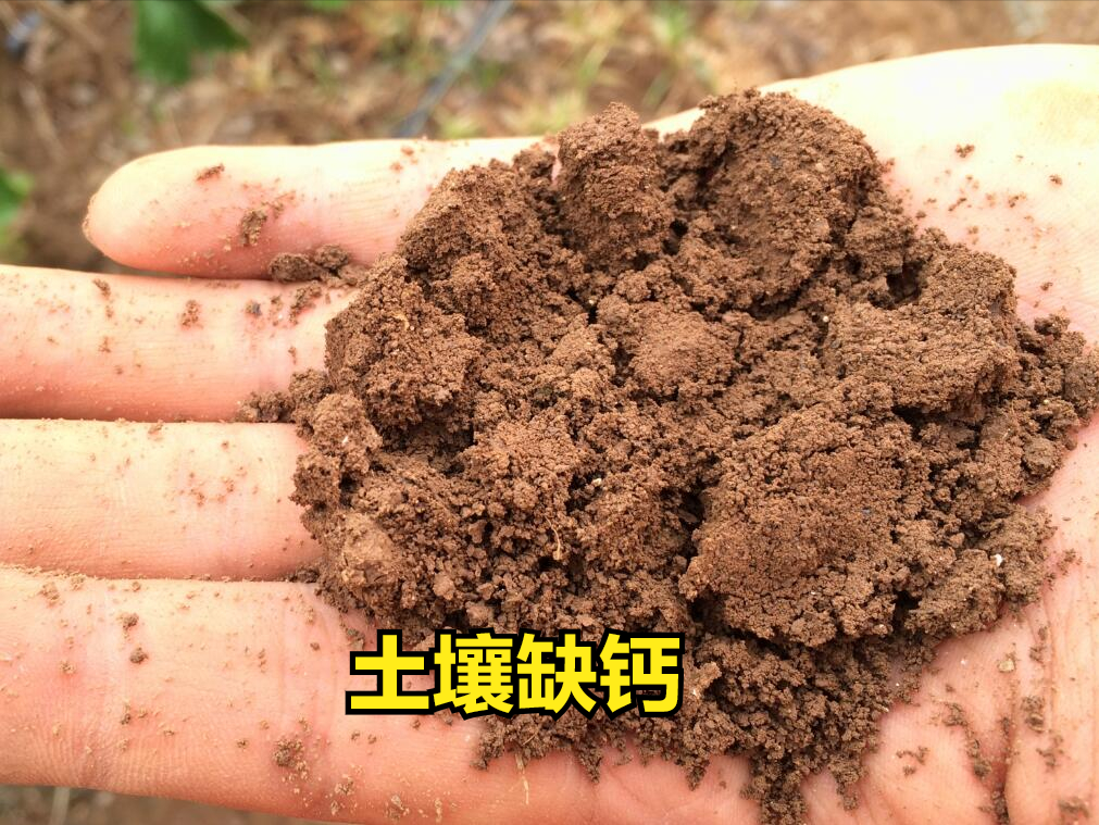 什么菜最补钙（吃菜能补钙吗）-硒宝网