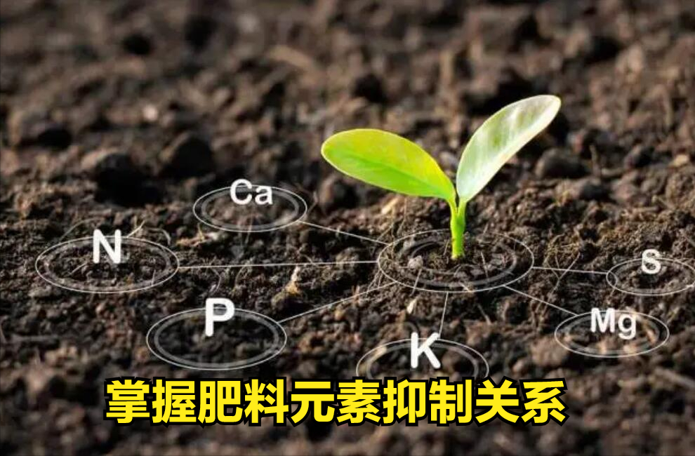 什么菜最补钙（吃菜能补钙吗）-硒宝网