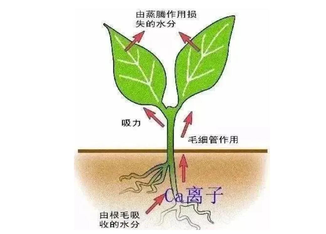 什么菜最补钙（吃菜能补钙吗）-硒宝网