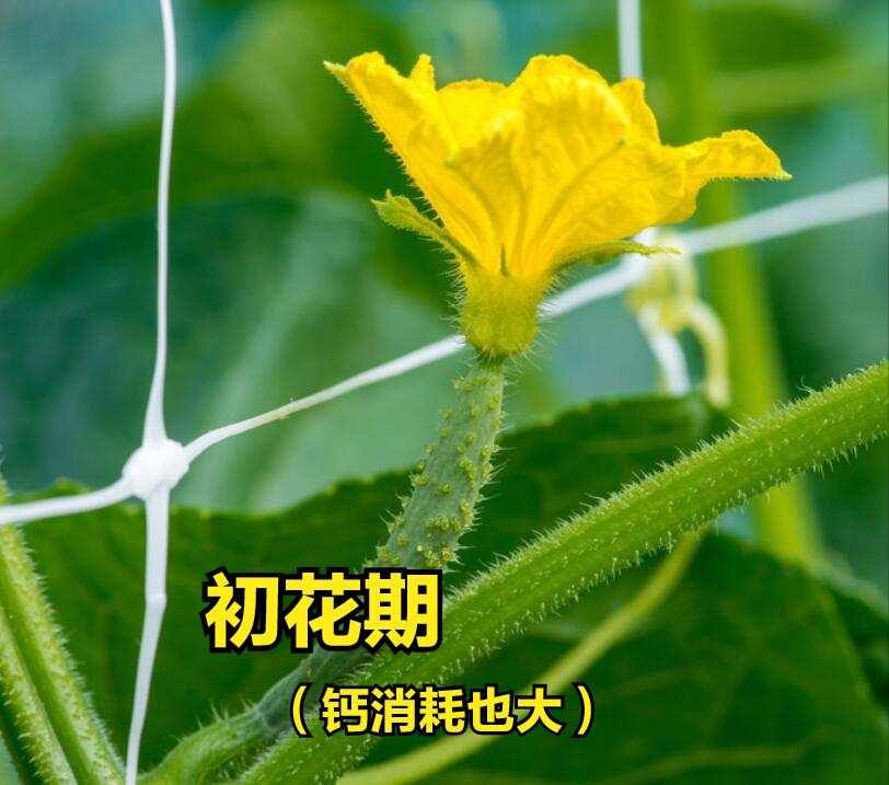 什么菜最补钙（吃菜能补钙吗）-硒宝网