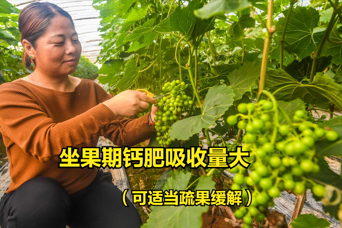 什么菜最补钙（吃菜能补钙吗）-硒宝网
