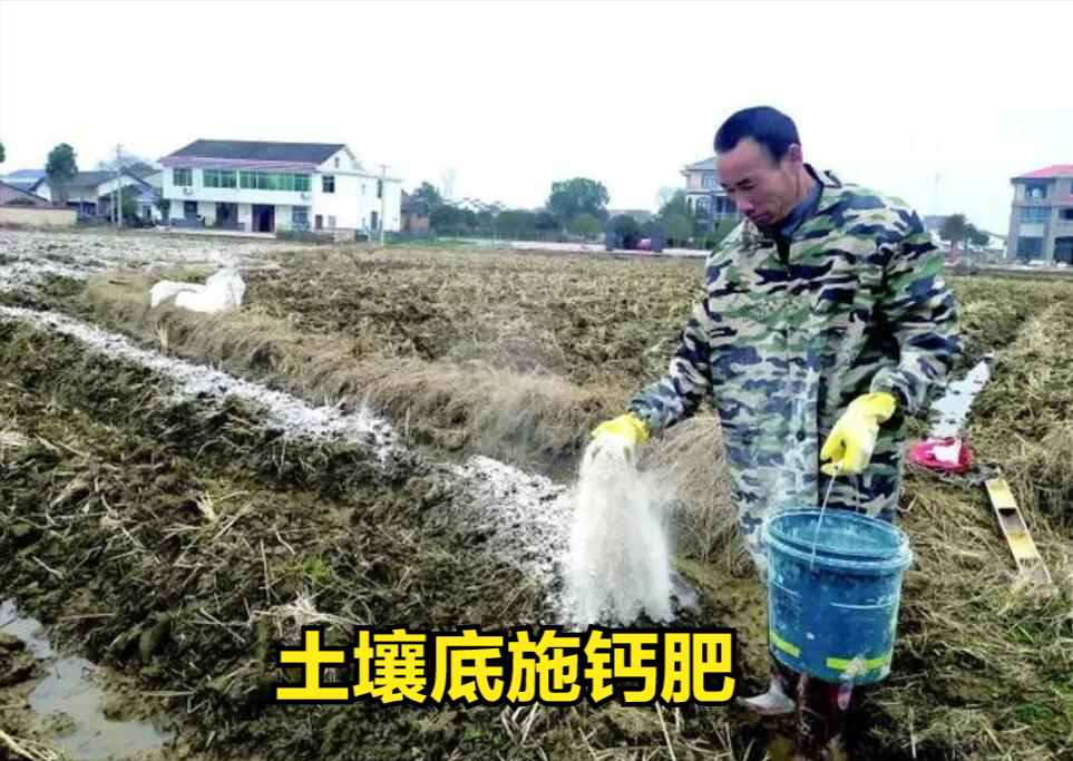 什么菜最补钙（吃菜能补钙吗）-硒宝网