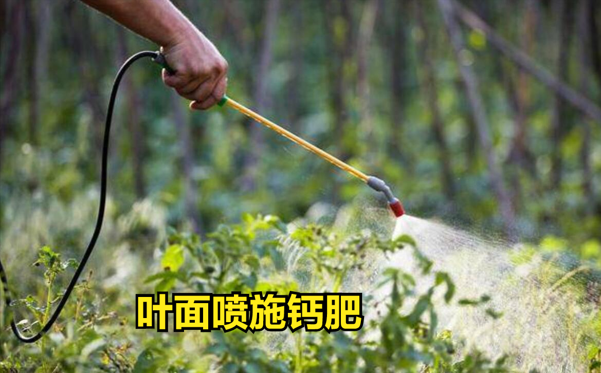什么菜最补钙（吃菜能补钙吗）-硒宝网