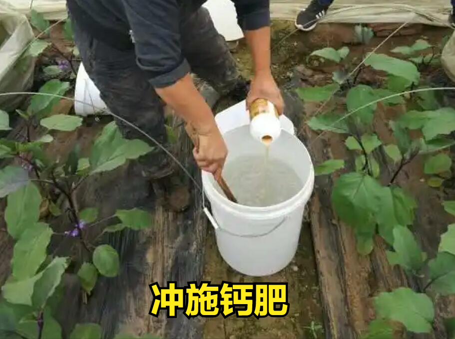 什么菜最补钙（吃菜能补钙吗）-硒宝网
