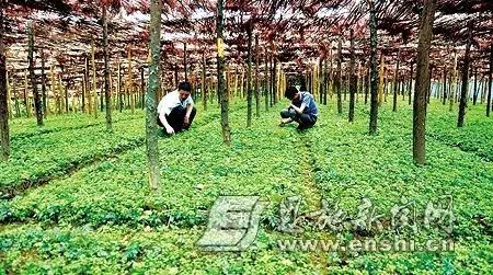 富硒藤茶哪个品牌的好(富硒藤茶什么牌子的好)-硒宝网