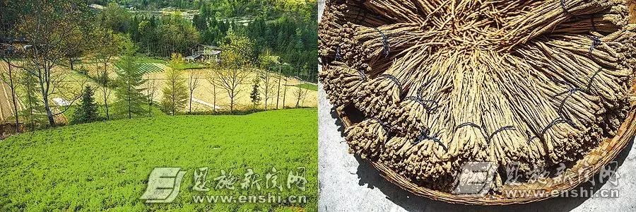 富硒藤茶哪个品牌的好(富硒藤茶什么牌子的好)-硒宝网
