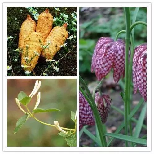 富硒藤茶哪个品牌的好(富硒藤茶什么牌子的好)-硒宝网