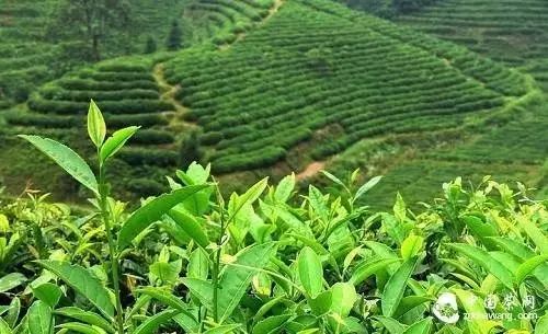 富硒藤茶哪个品牌的好(富硒藤茶什么牌子的好)-硒宝网