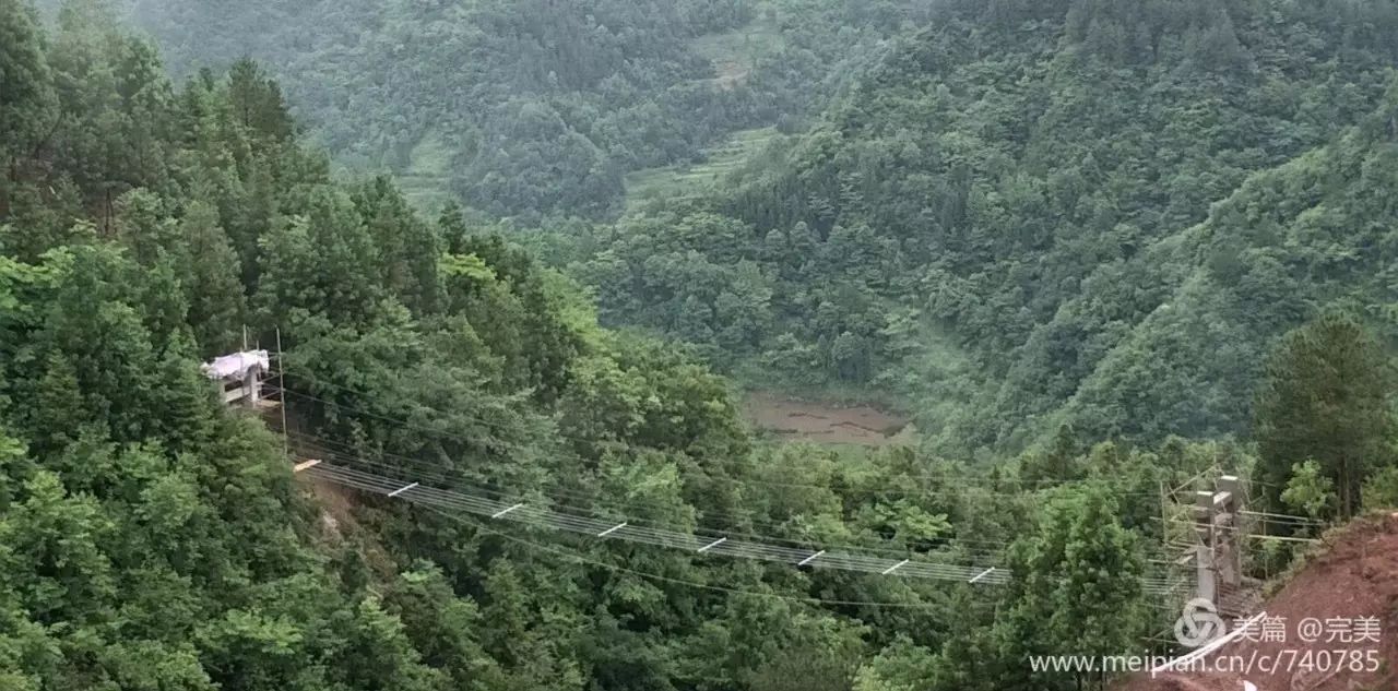 富硒藤茶哪个品牌的好(富硒藤茶什么牌子的好)-硒宝网