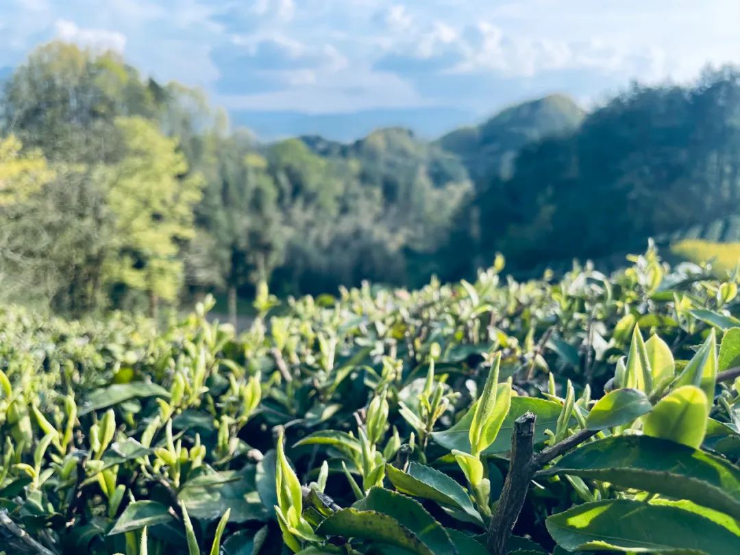 紫阳富硒茶朋友圈文案（紫阳富硒茶的说说）-硒宝网