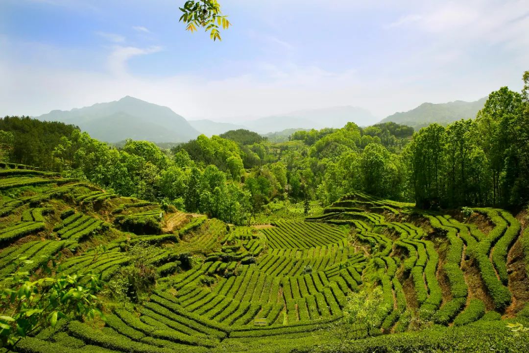 紫阳富硒茶朋友圈文案（紫阳富硒茶的说说）-硒宝网