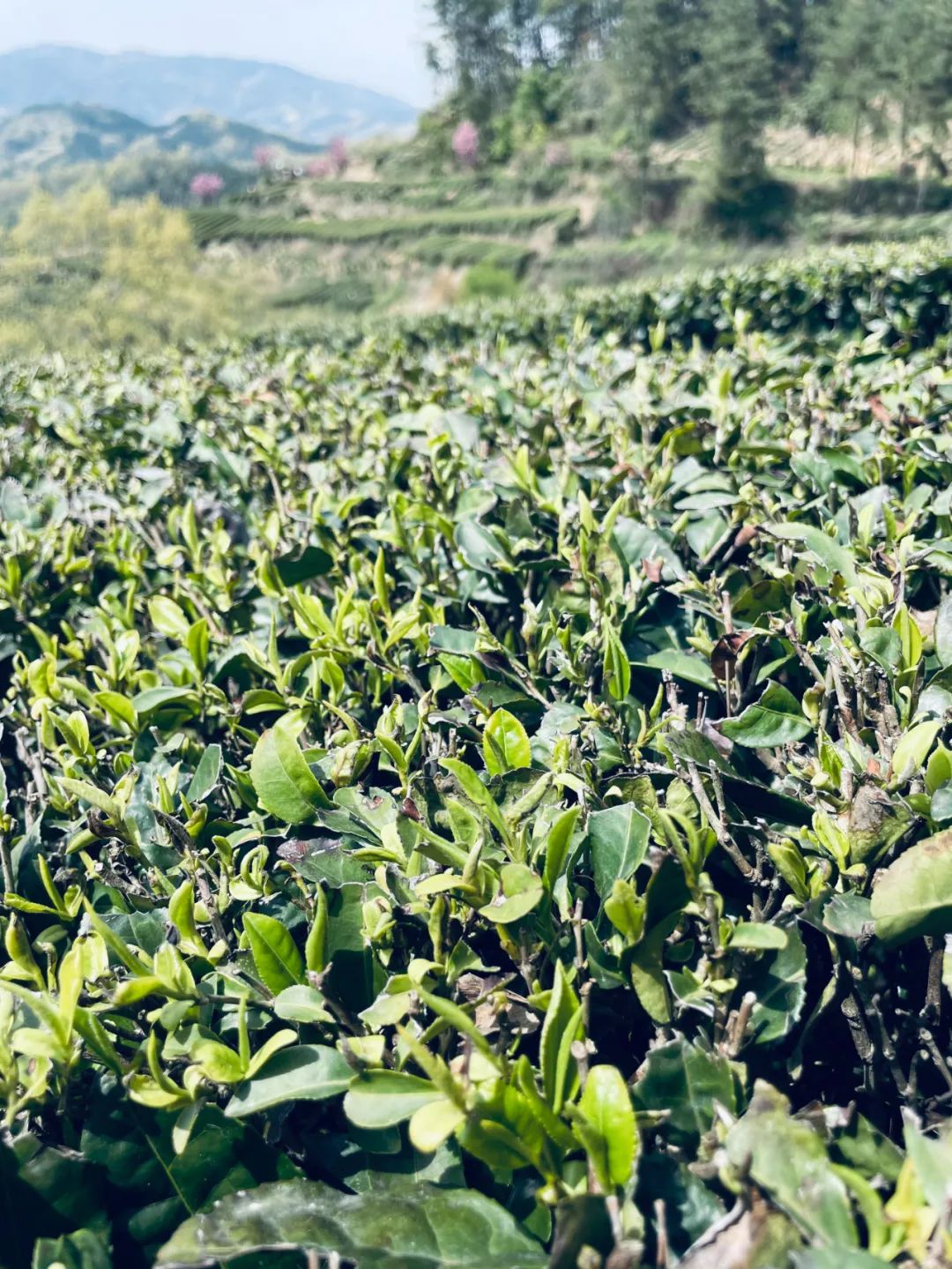 紫阳富硒茶朋友圈文案（紫阳富硒茶的说说）-硒宝网