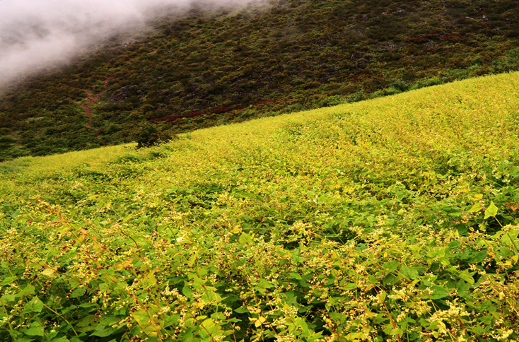 富硒黑苦荞茶什么功能(富硒黑苦荞茶价格)-硒宝网