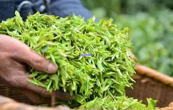 喝富硒茶有什么好处吗（喝富硒茶的好处）-硒宝网