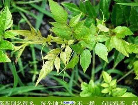 富硒藤茶又叫什么茶叶（茶叶叫富硒藤茶是什么）-硒宝网