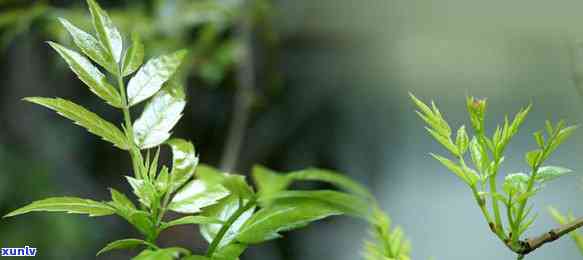 富硒藤茶又叫什么茶叶（茶叶叫富硒藤茶是什么）-硒宝网