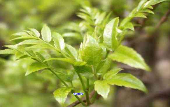 富硒藤茶又叫什么茶叶（茶叶叫富硒藤茶是什么）-硒宝网