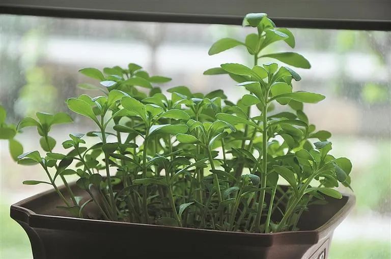 富硒高钙养心茶哪家好（钙茶的作用与功效）-硒宝网