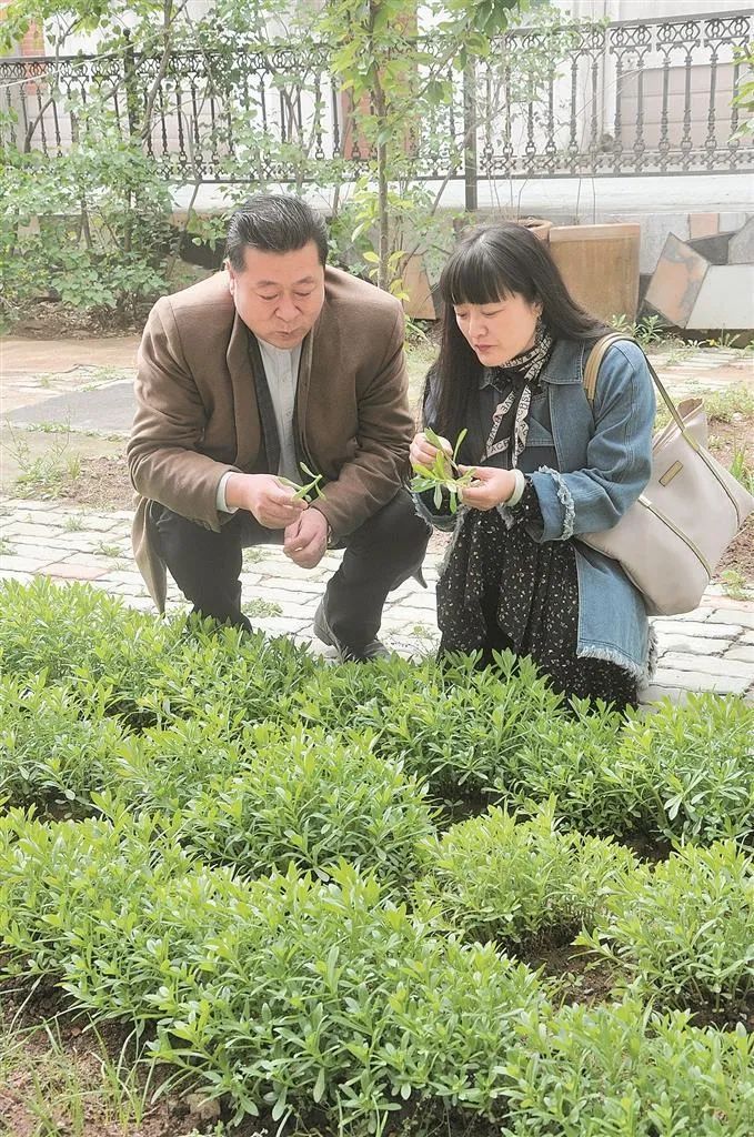 富硒高钙养心茶哪家好（钙茶的作用与功效）-硒宝网