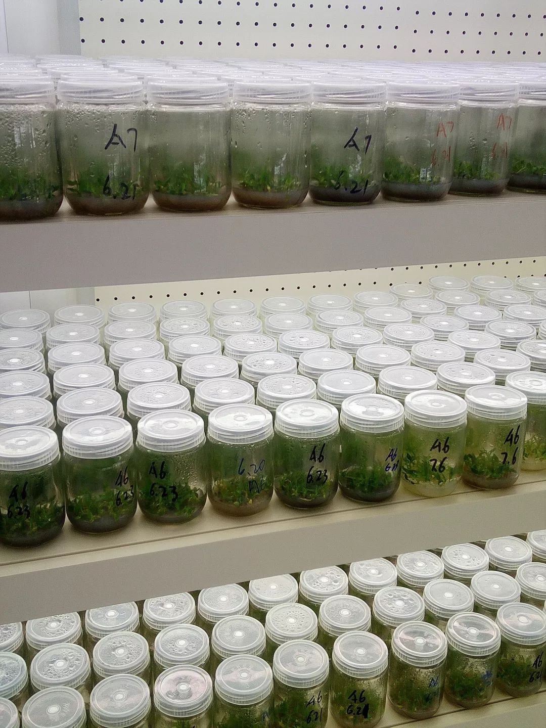 富硒高钙养心茶哪家好（高钙富硒奶粉好吗）-硒宝网