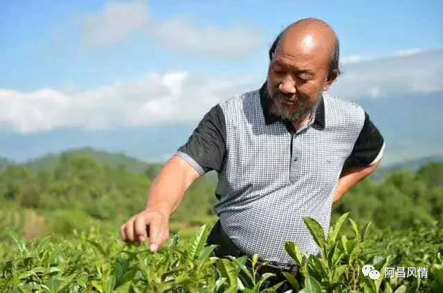 富硒高钙养心茶哪家好（高钙富硒功效）-硒宝网