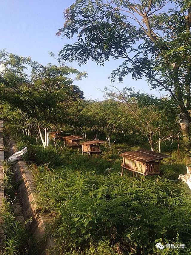 富硒高钙养心茶哪家好（高钙富硒功效）-硒宝网