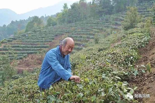 富硒高钙养心茶哪家好（高钙富硒功效）-硒宝网