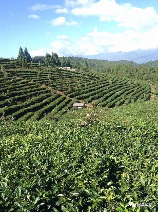 富硒高钙养心茶哪家好（高钙富硒功效）-硒宝网