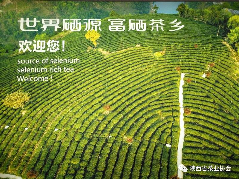 安康紫阳富硒茶宣传片（安康富硒茶怎么样）-硒宝网