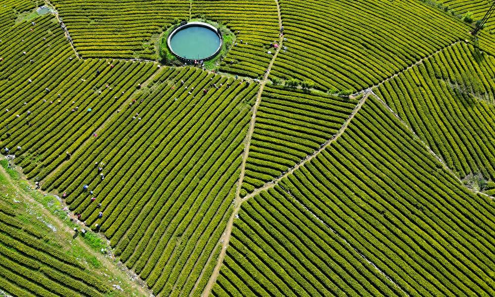 湖北恩施富硒茶生产商(恩施富硒茶十大排名)-硒宝网