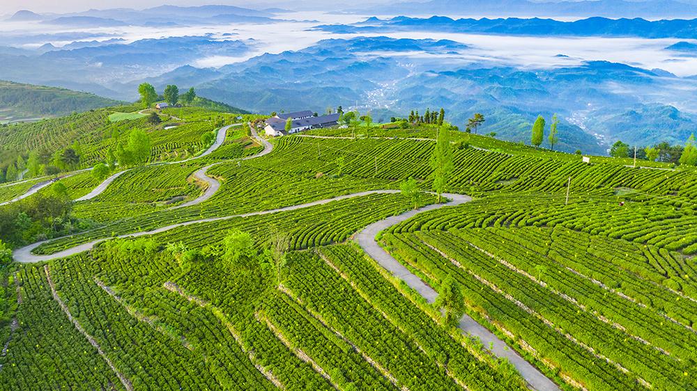 湖北恩施富硒茶生产商(恩施富硒茶十大排名)-硒宝网