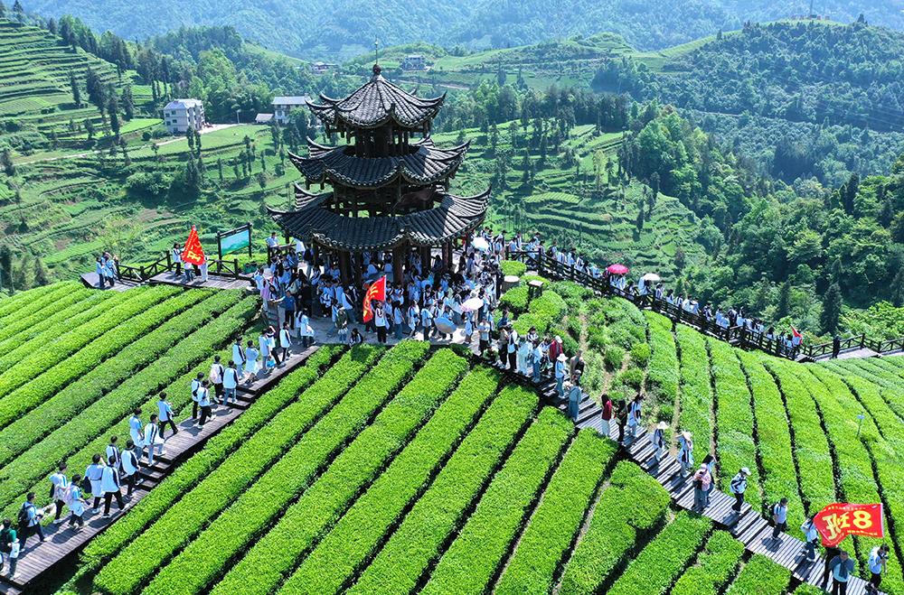 湖北恩施富硒茶生产商(恩施富硒茶十大排名)-硒宝网