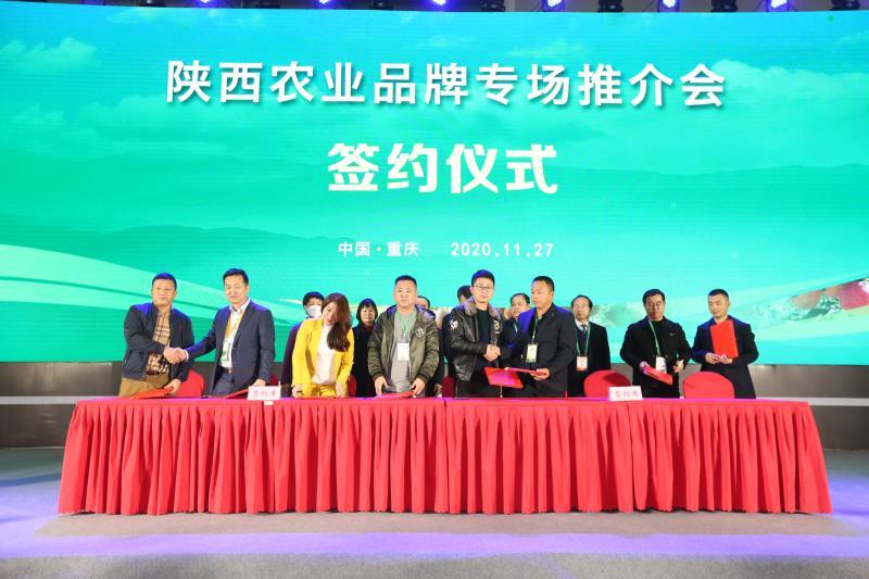 安康富硒茶推介会新闻（安康富硒茶多少钱一斤汗水晨雾）-硒宝网