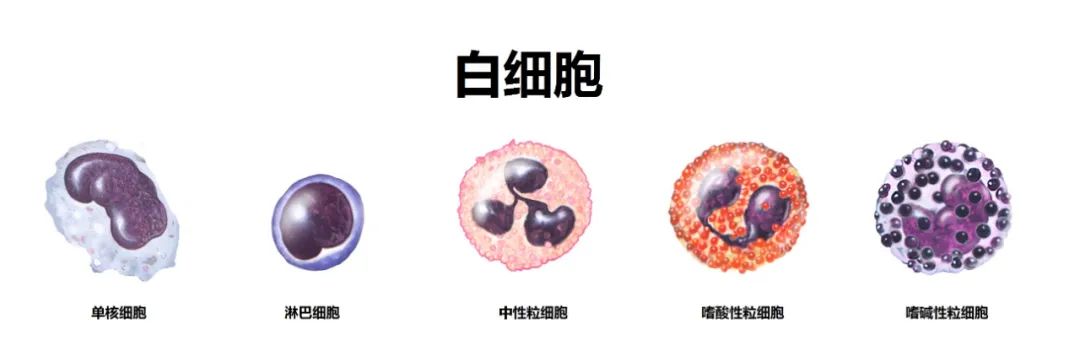 查微量元素需要多久出结果（查微量元素结果出需要空腹吗）-硒宝网