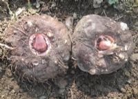 雷公山富硒清明茶字体(雷公山清明茶特级价格礼盒)-硒宝网