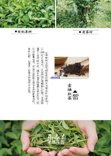 最新贵阳富硒茶的价格(贵阳茶最新价格富硒多少)-硒宝网