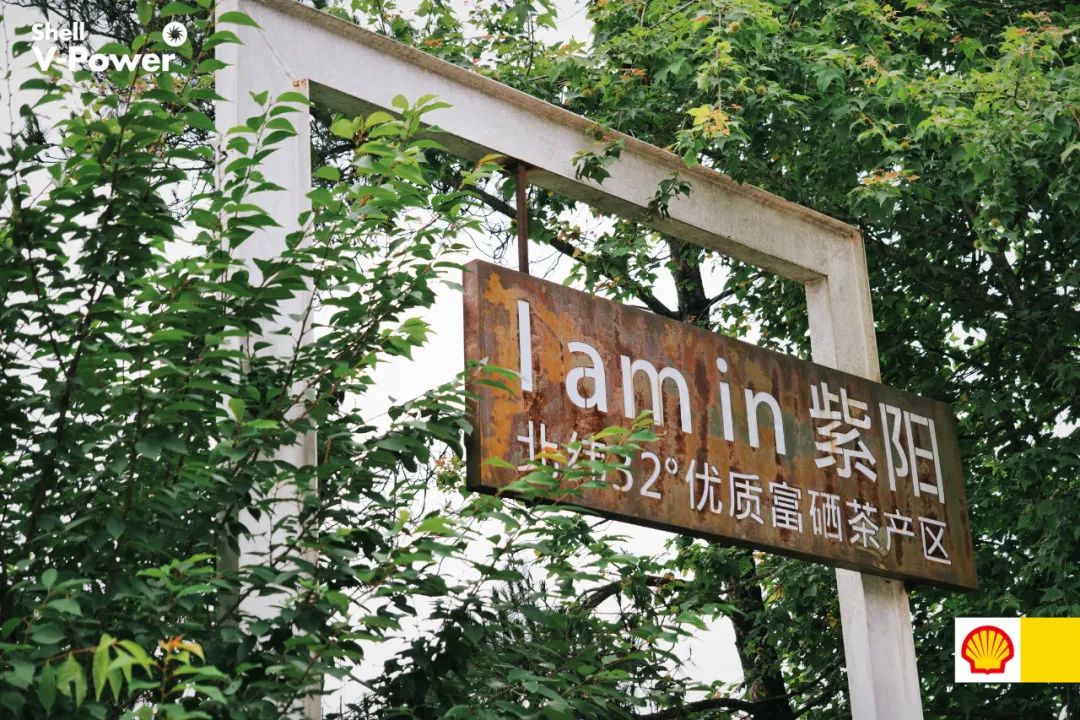 紫阳富硒茶的制作方法(紫阳富硒茶的冲泡方法)-硒宝网