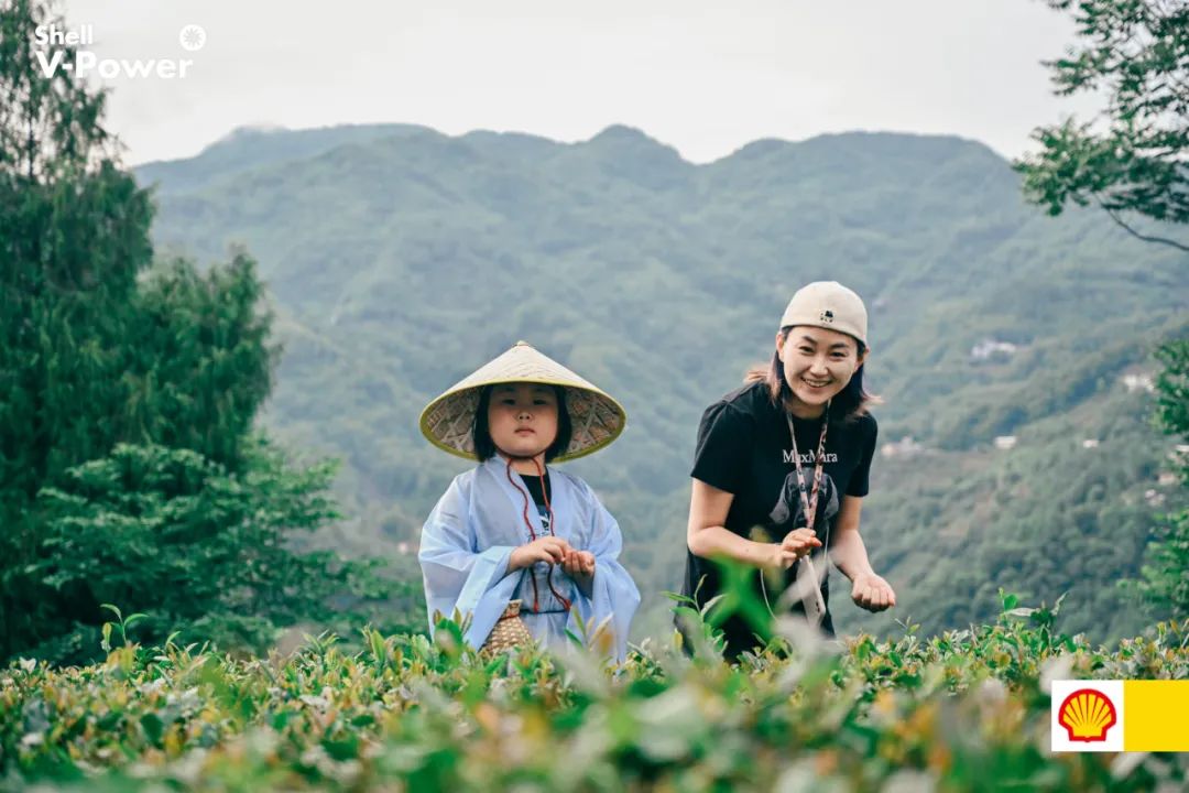 紫阳富硒茶的制作方法(紫阳富硒茶的冲泡方法)-硒宝网