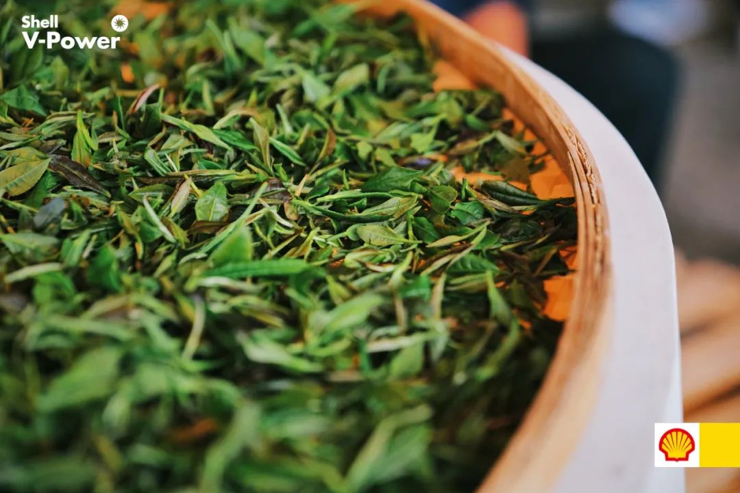 紫阳富硒茶的制作方法(紫阳富硒茶的冲泡方法)-硒宝网