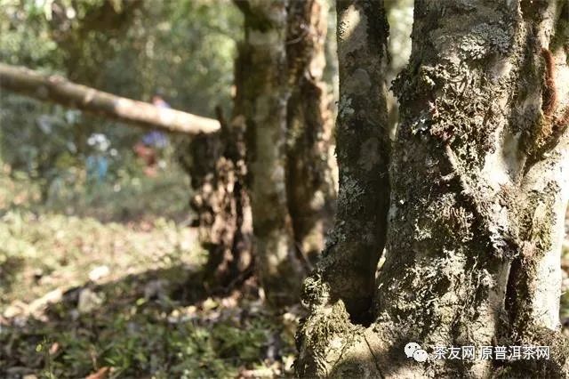 紫阳富硒茶的制作方法(紫阳富硒茶的制作过程)-硒宝网