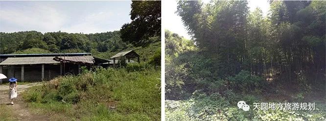 富硒茶基地在什么地方(富硒茶园)-硒宝网