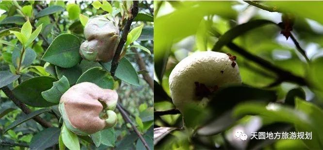 富硒茶基地在什么地方(富硒茶园)-硒宝网