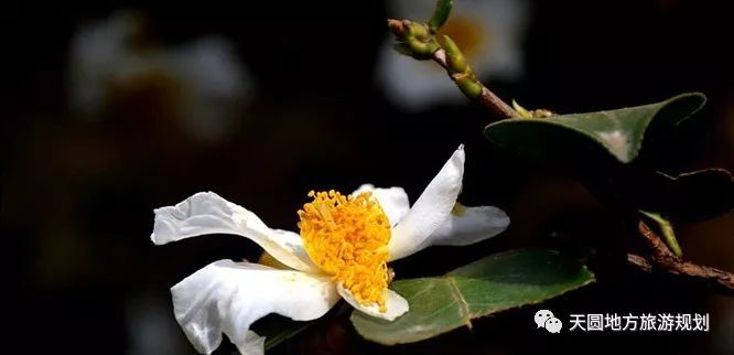 富硒茶基地在什么地方(富硒茶园)-硒宝网