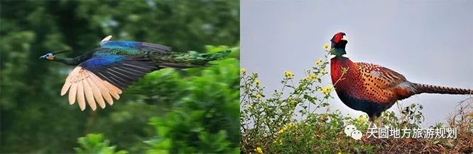 富硒茶基地在什么地方(富硒茶园)-硒宝网