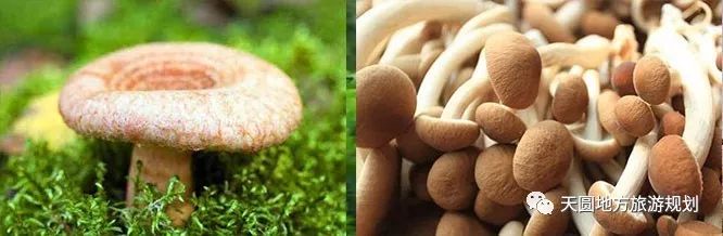 富硒茶基地在什么地方(富硒茶园)-硒宝网