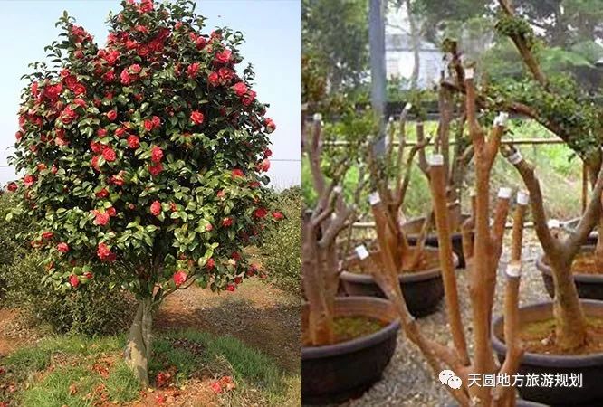 富硒茶基地在什么地方(富硒茶园)-硒宝网