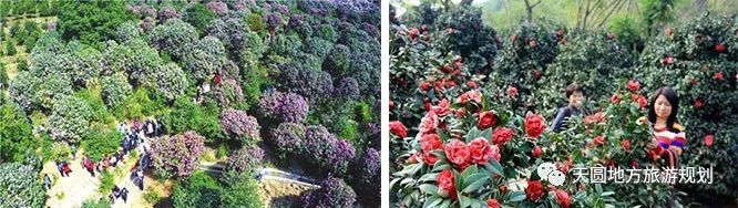 富硒茶基地在什么地方(富硒茶园)-硒宝网