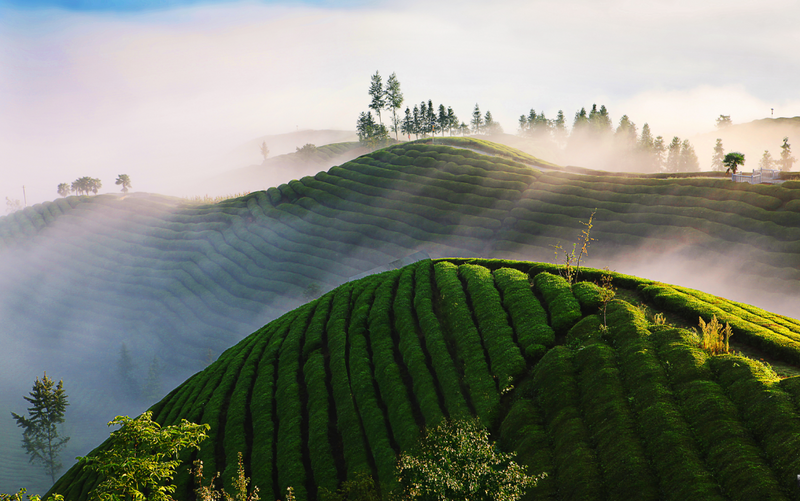 高质量富硒茶玉露企业(玉露茶主销)-硒宝网